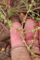 Harpagonella palmeri