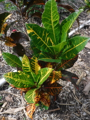 Codiaeum variegatum