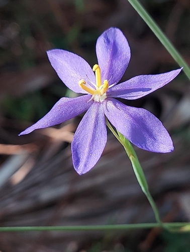 Nemastylis floridana, photograph 6