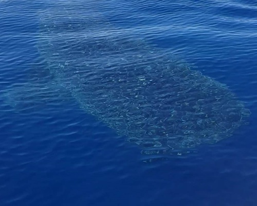 photo of Whale Shark (Rhincodon typus)