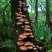 卷木菇 - Photo 由 Sergio Angulo 所上傳的 (c) Sergio Angulo，保留部份權利CC BY-ND