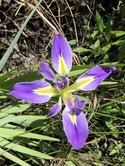 Iris brevicaulis