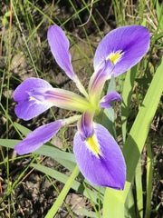 Iris brevicaulis