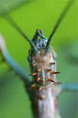 Achrioptera spinosissima