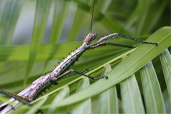Achrioptera spinosissima