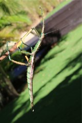 Achrioptera spinosissima