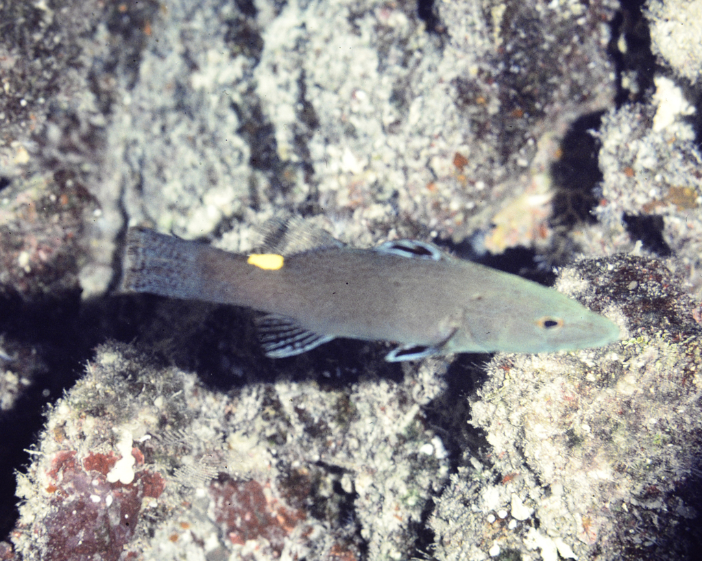 Arrowhead Soapfish