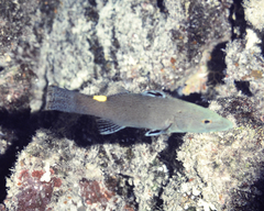 Arrow-Head Soapfish photo 4