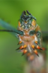 Achrioptera spinosissima