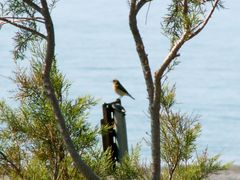 Oenanthe melanoleuca