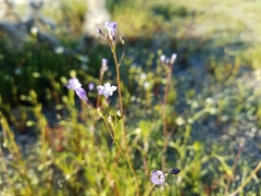 Gilia sinuata