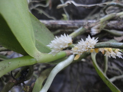 Campylocentrum micranthum