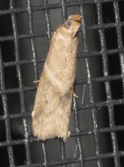 Ptyomaxia trigonogramma