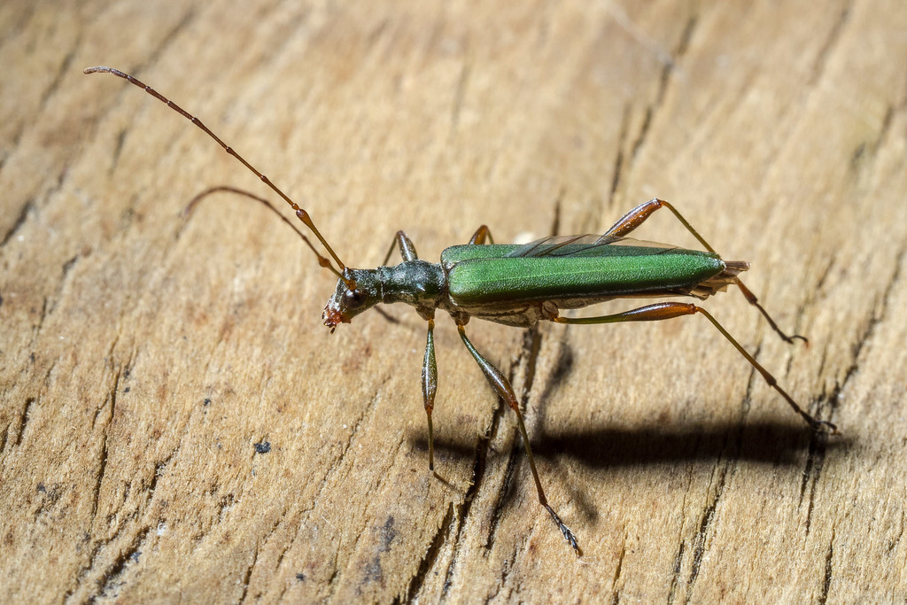 Sinclair's Longhorn