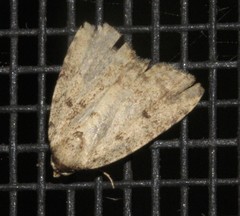 Tolpia conscitulana