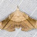 Esthlodora versicolor - Photo (c) Ian  McMillan, algunos derechos reservados (CC BY-NC)