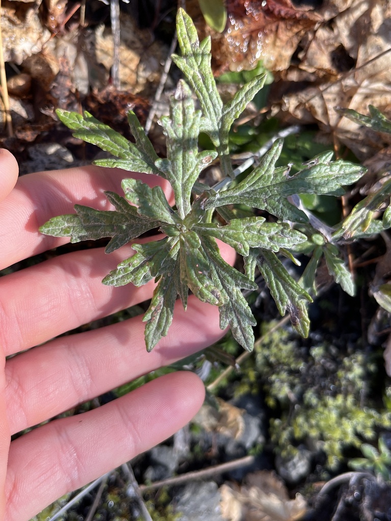common woolly sunflower from Grays Harbor County, US-WA, US on October ...