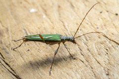 Calliprason sinclairi