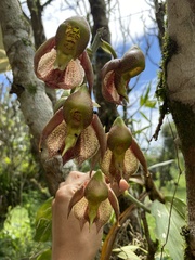 Catasetum maculatum image