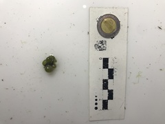 Dictyosphaeria ocellata