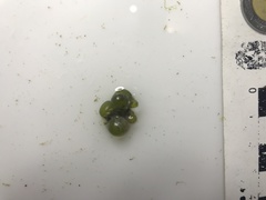 Dictyosphaeria ocellata