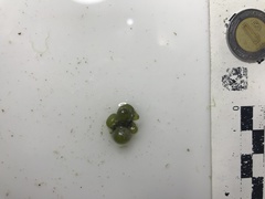 Dictyosphaeria ocellata