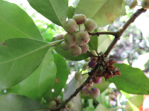 Myrsine kermadecensis observed 2016-04-01