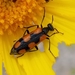 Elegant Blister Beetle - Photo no rights reserved, uploaded by Rod