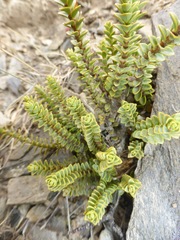 Veronica buchananii
