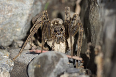 Dolomedes dondalei