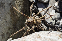 Dolomedes dondalei