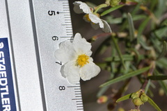 Cistus clusii