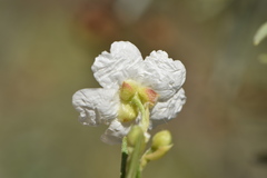 Cistus clusii