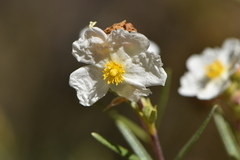 Cistus clusii