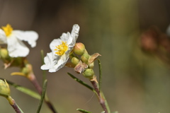 Cistus clusii