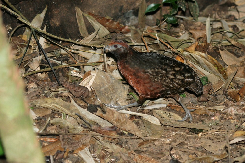 Blackeared WoodQuail from Darién, Panama on December 30, 2009 at 1136 PM by Mikael Bauer