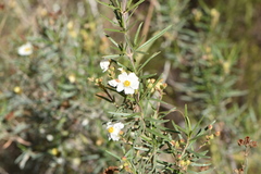 Cistus clusii