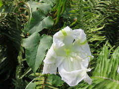Ipomoea alba