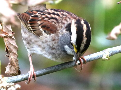 White-throated Sparrow, photo 9 of 10