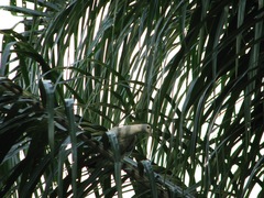 Ducula bicolor