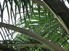 Ducula bicolor
