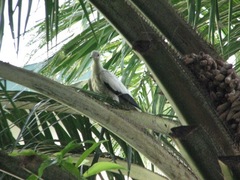 Ducula bicolor