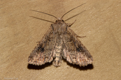 Ichneutica morosa