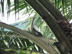 Ducula bicolor