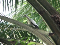 Ducula bicolor