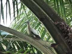 Ducula bicolor