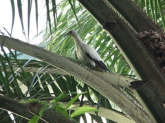 Ducula bicolor