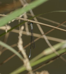 Rhadinosticta simplex