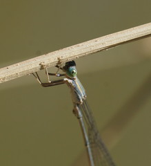 Rhadinosticta simplex