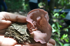 Auricularia fuscosuccinea
